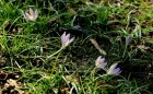Crocuses in Waverly Hills