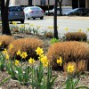 Daffodils in Crystal City