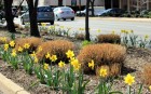 Daffodils in Crystal City