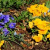 Pansies and grape hyacinths in Virginia Square