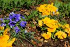 Pansies and grape hyacinths in Virginia Square