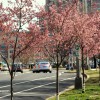Blooming trees in Pentagon City