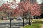 Blooming trees in Pentagon City