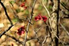 Blooming bush on Custis Trail