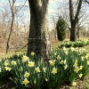 Daffodils in Shirlington