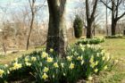 Daffodils in Shirlington