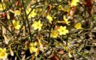 Flowering bush on Custis Trail