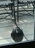 Vulture on the Arlington County Department of Human Services building (courtesy photo)