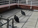 Vulture on the Arlington County Department of Human Services building (courtesy photo)