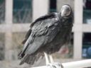 Vulture on the Arlington County Department of Human Services building (courtesy photo)
