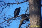 Vulture spotted in a backyard (photo courtesy Dana M.)