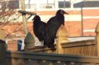 Vulture spotted in a backyard (photo courtesy Dana M.)