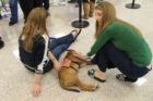 GMU law students celebrate "Puppy Day"