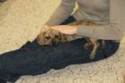 GMU law students celebrate "Puppy Day"