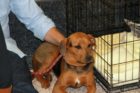 GMU law students celebrate "Puppy Day"