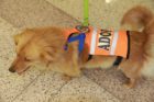 GMU law students celebrate "Puppy Day"