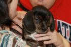 GMU law students celebrate "Puppy Day"