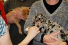 GMU law students celebrate "Puppy Day"