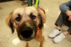 GMU law students celebrate "Puppy Day"