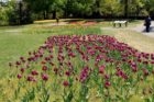 Tulips at the Netherlands Carillon