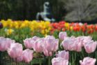 Tulips at the Netherlands Carillon
