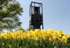Tulips at the Netherlands Carillon