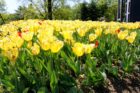 Tulips at the Netherlands Carillon