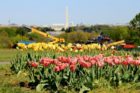 Tulips at the Netherlands Carillon