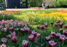 Tulips at the Netherlands Carillon