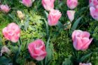 Tulips at the Netherlands Carillon