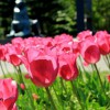 Tulips at the Netherlands Carillon
