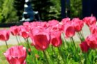 Tulips at the Netherlands Carillon