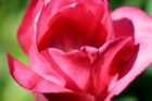 Tulips at the Netherlands Carillon