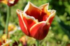 Tulips at the Netherlands Carillon