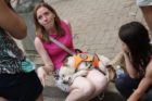 Dog up for adoption at Taste of Arlington 2012
