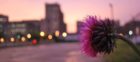 4. "Ballston Summer Post Rainstorm" by Zach Pryor