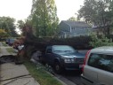 Tree on car on Madison Street near Nottingham
