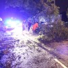 Police and residents help remove a tree from George Mason Drive