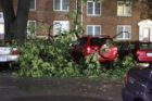 Storm damage around Arlington