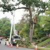 Workers remove damaged Post Oak tree in Westover Workers remove damaged Post Oak tree in Westover