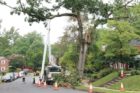 Workers remove damaged Post Oak tree in Westover