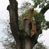 Damaged Post Oak tree in Westover Damaged Post Oak tree in Westover