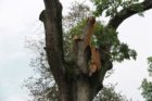Damaged Post Oak tree in Westover
