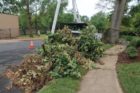 Workers remove damaged Post Oak tree in Westover