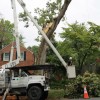 Workers remove damaged Post Oak tree in Westover Workers remove damaged Post Oak tree in Westover