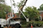 Workers remove damaged Post Oak tree in Westover