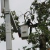 Workers remove damaged Post Oak tree in Westover Workers remove damaged Post Oak tree in Westover