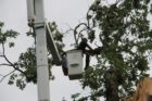Workers remove damaged Post Oak tree in Westover