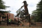 The historic George Washington Tree was severely damaged in the June 29 derecho storm