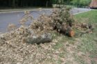 The historic George Washington Tree was severely damaged in the June 29 derecho storm